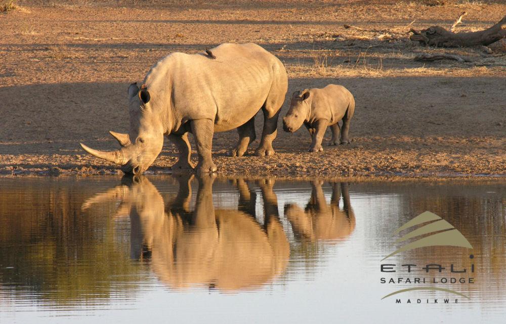Etali Safari Lodge Madikwe Game Reserve Esterno foto